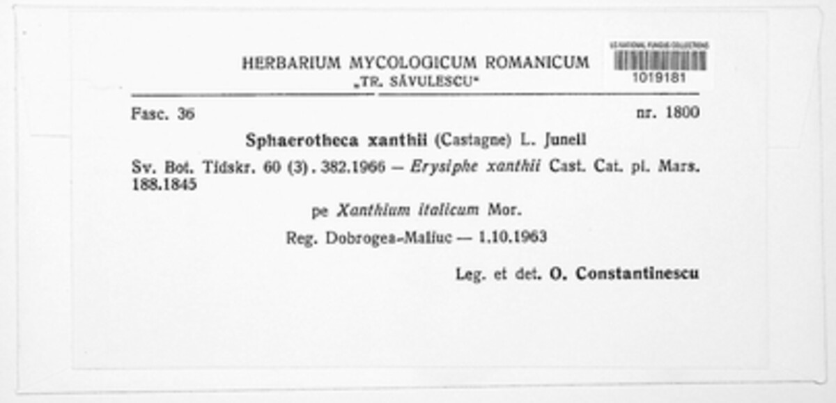 Podosphaera fusca image